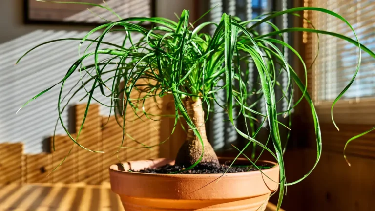 Beaucarnea recurvata