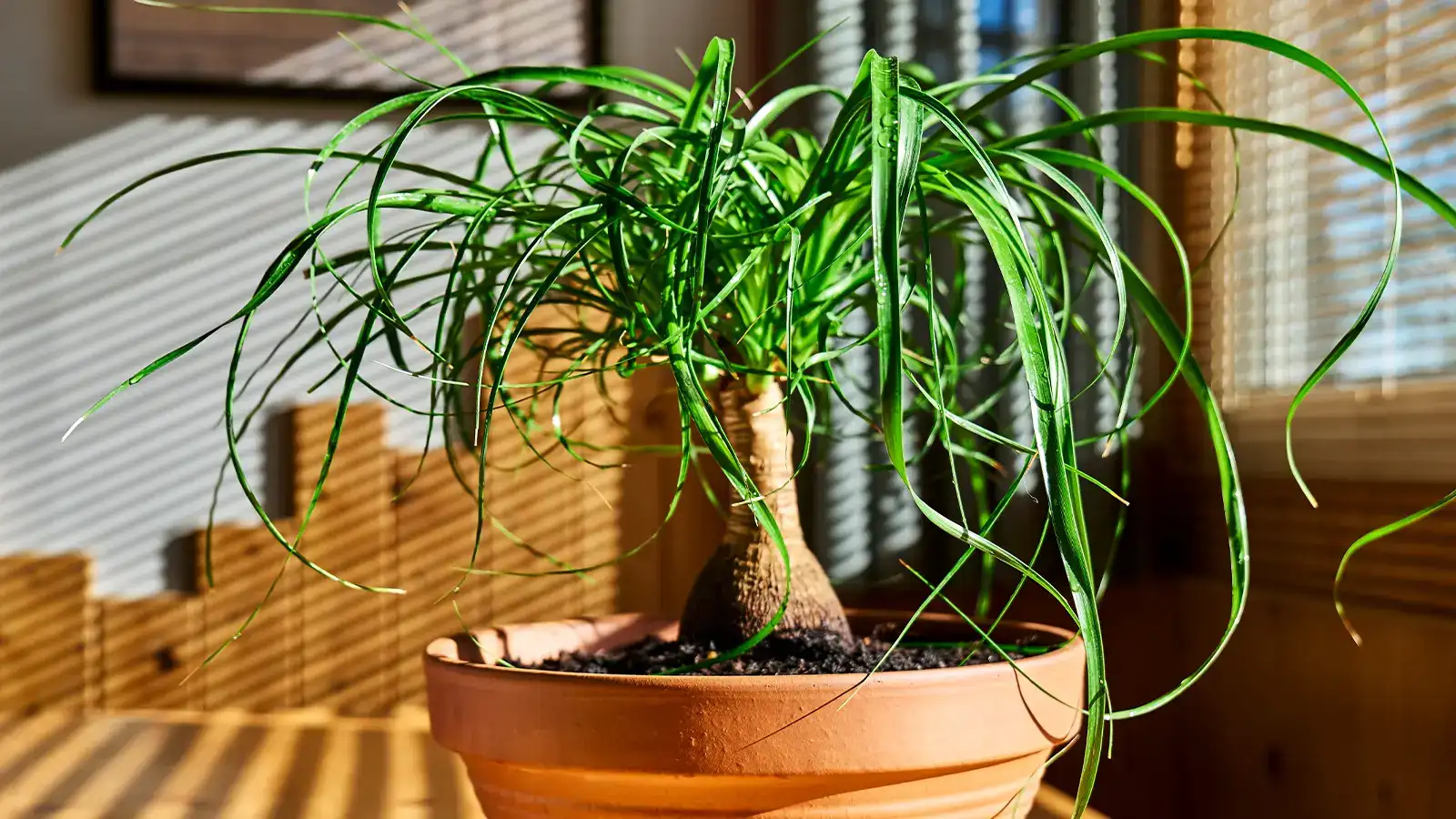 Beaucarnea recurvata: la pata de elefante en el diseño de jardines y espacios interiores Beaucarnea recurvata