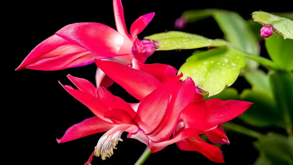 10 plantas para regalar en Navidad: la guía definitiva para acertar 2