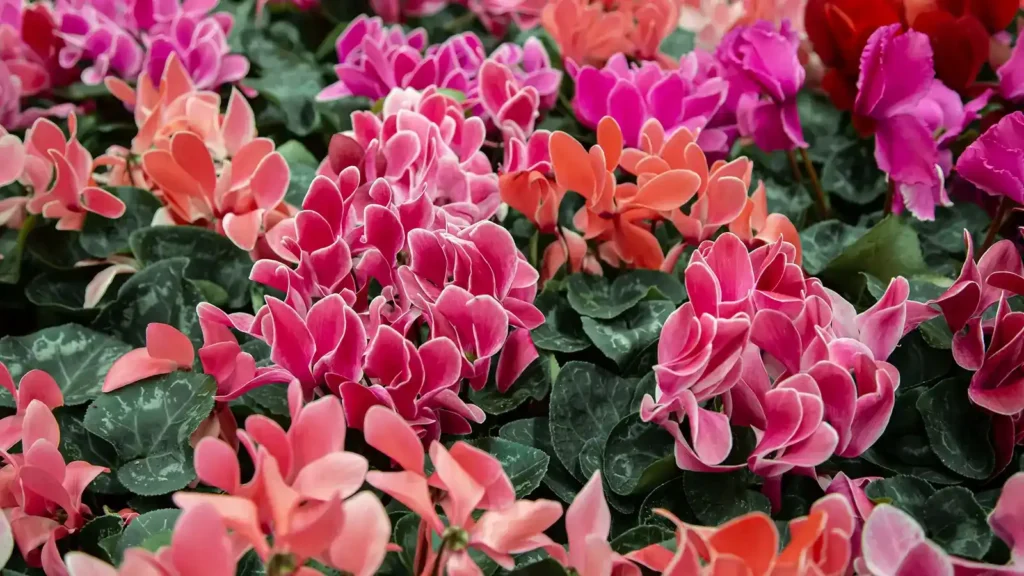 10 plantas para regalar en Navidad: la guía definitiva para acertar 8