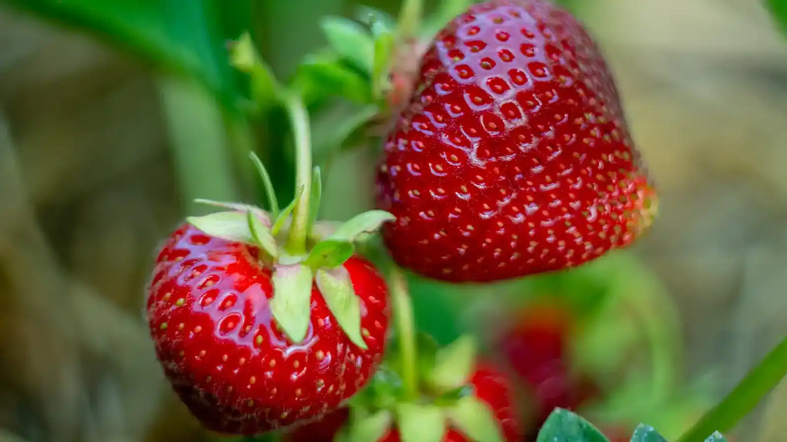 La planta Fragaria: guía completa de cultivo y cuidados planta fragaria. Como cultivar fragaria y fresas en tu jardín