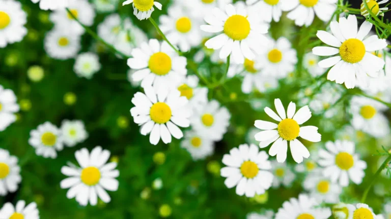 Cultivo de manzanilla