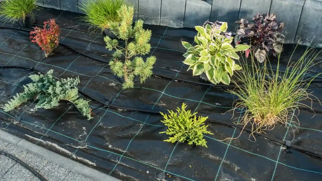 Diseño de jardines pequeños: trucos y plantas ideales Combinación de plantas para patios reducidos con malla antihierbas