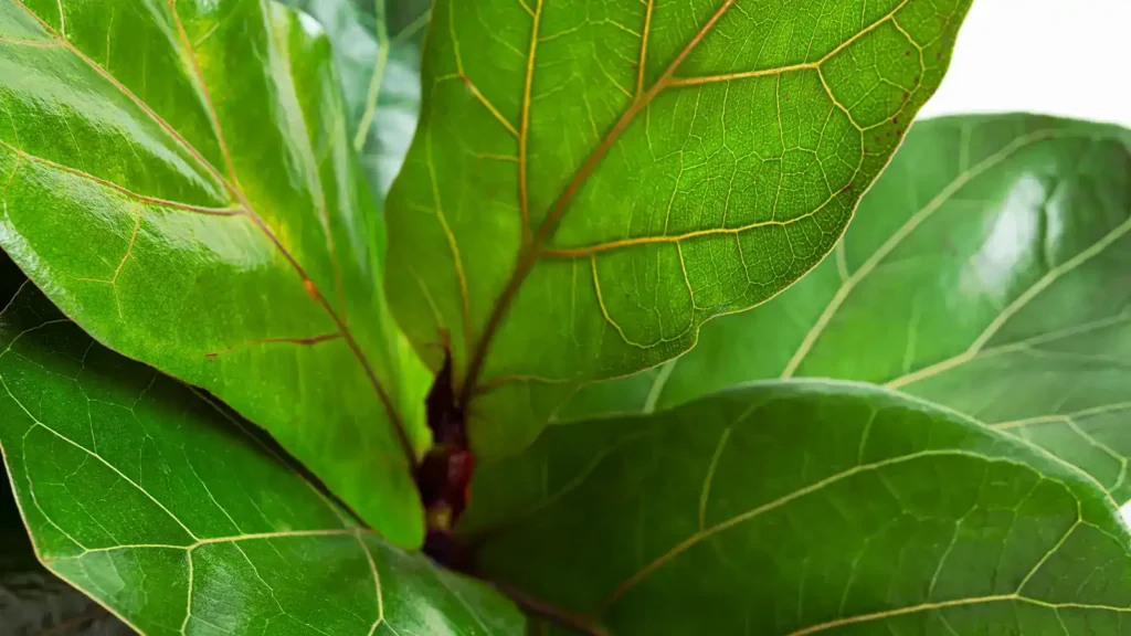 10 plantas para regalar en Navidad: la guía definitiva para acertar 3