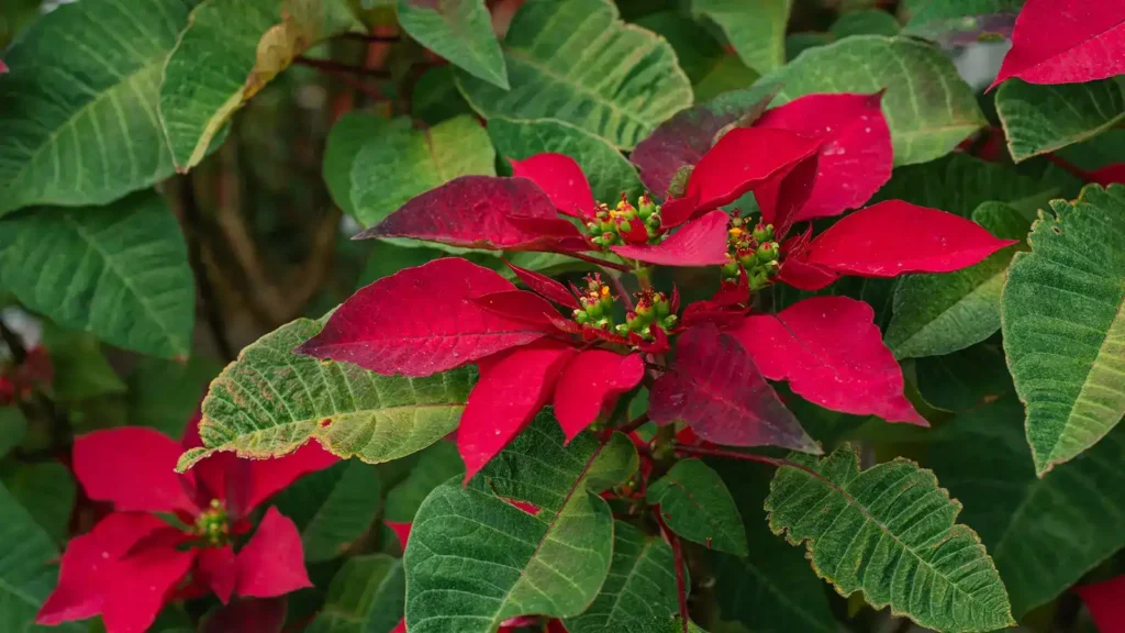 10 plantas para regalar en Navidad: la guía definitiva para acertar 1