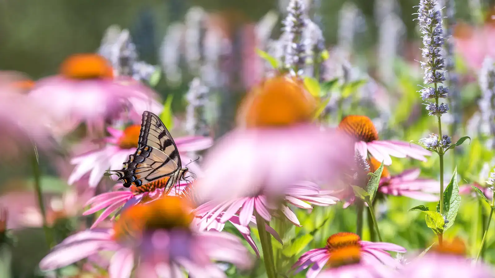 plantas polinizadoras | Mariposa posada sobre flor de equinácea en un jardín ecológico