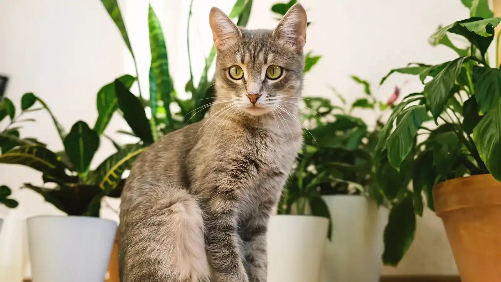 Plantas tóxicas para gatos: la guía definitiva de seguridad para tu hogar plantas tóxicas para gatos