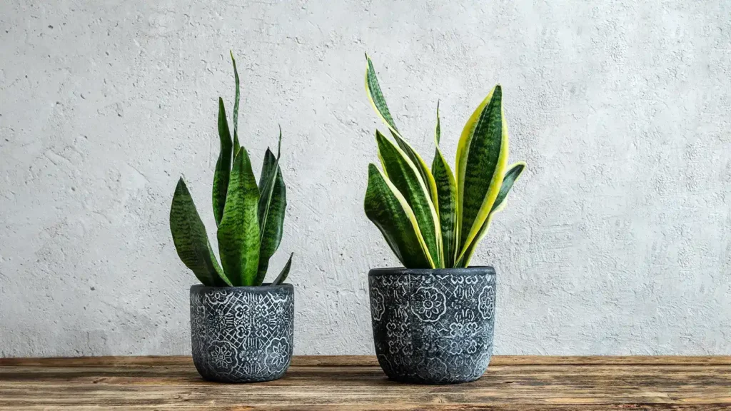 10 plantas para regalar en Navidad: la guía definitiva para acertar 10