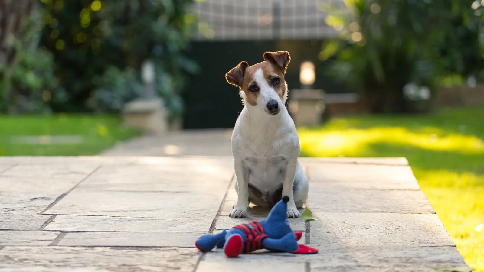 Jardines seguros para niños y mascotas: plantas, materiales y consejos Jardines seguros para niños y mascotas