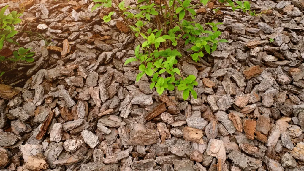 Acolchado (mulch) en jardín mediterráneo