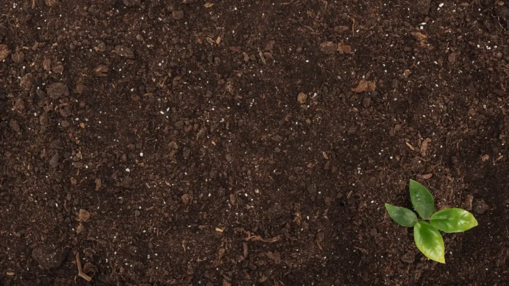 Cómo aplicar compost correctamente en el jardín