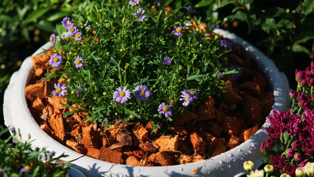 Compostaje y acolchado (mulch) en jardín mediterráneo