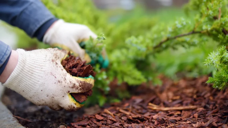 Compostaje y acolchado (mulch) en jardín mediterráneo: guía completa para mejorar el suelo y ahorrar agua Compostaje y acolchado (mulch) en jardín mediterráneo