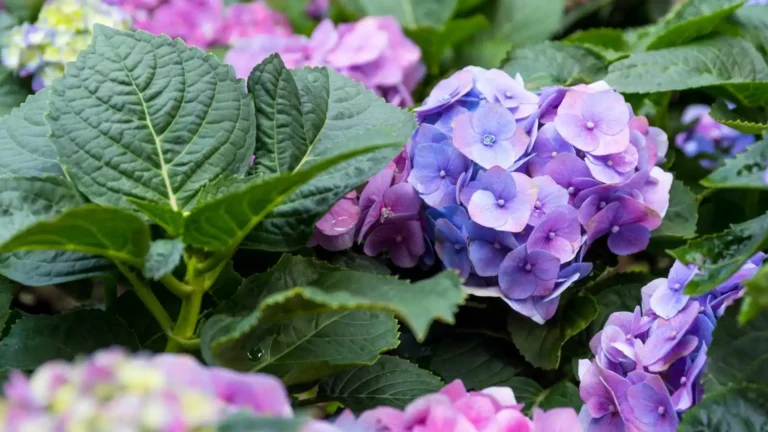 Plantas para alérgicos al polen